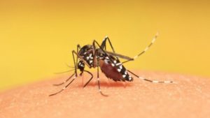 Nyamuk Anopheles Penyebab Malaria 
