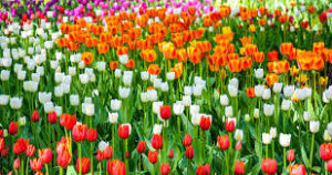 Bunga Tulip 