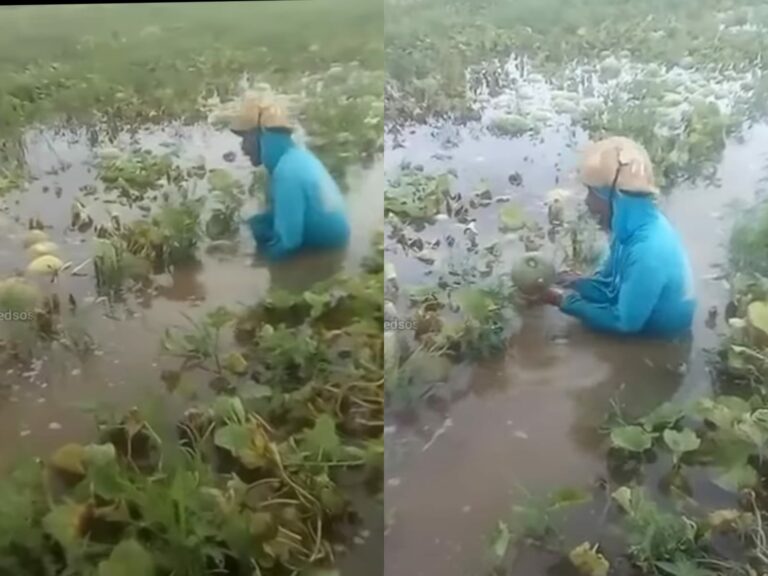 Miris! Viral Tangisan Petani Melon Gagal Panen Gegara Banjir