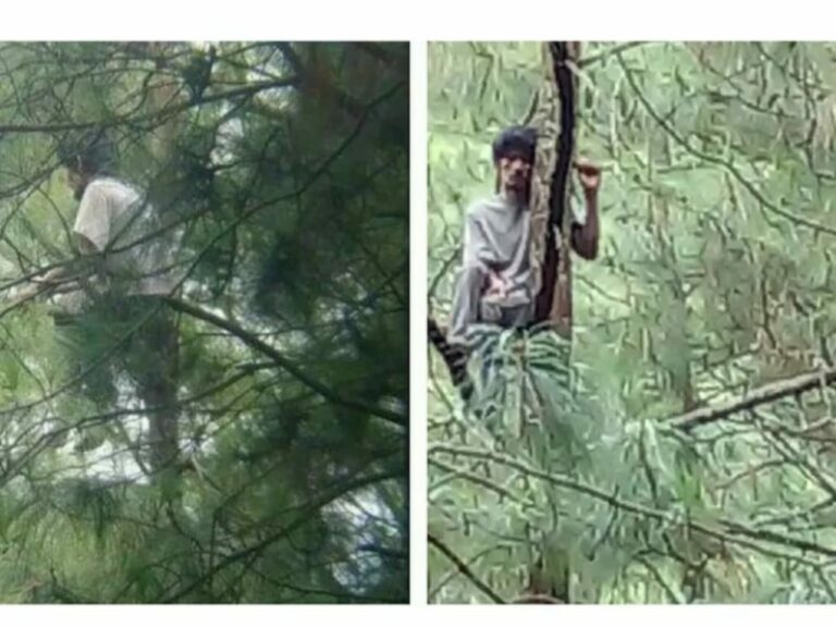Diduga Depresi, Seorang Pria Memanjat Pohon Pinus dan Menetap di Atas Selama 2 Minggu